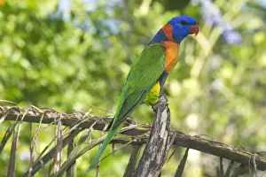 Red-collared Lorikeet - May be conspecific with Rainbow Lorikeet. If so Trichoglossus haematodus rubritorquatus. Wild bird at a Pine Creek motel attracted to food. Northern Territory, Australia. Found only in northern Australia