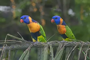 Lorikeet Prints: Red-collared Lorikeets - May be conspecific with Rainbow Lorikeet