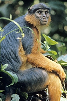 Images Dated 16th December 2005: Red Colobus Monkey