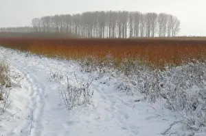 red colouring willow twigs in snowy landscape