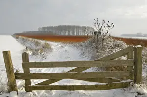 red colouring willow twigs in snowy landscape