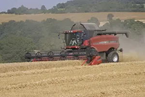 Cereals Prints: Red combine harvester working in Cotswolds near Winchcombe, UK