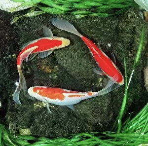 Orange Collection: Red COMET GOLDFISH - 3, from above