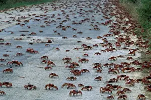 Red Crab (a land crab) - Downward migration crossing road - Christmas Island - Indian Ocean (Australian Territory) JPF35157