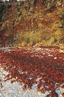 Red Crab (a land crab) - Females climbing cliff after spawning - Christmas Island - Indian Ocean (Australian Territory) JPF34980