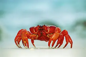 Walking Prints: Red Crab (A land crab) - Single crab on beach close up - Christmas Island - Indian Ocean (Australian Territory)