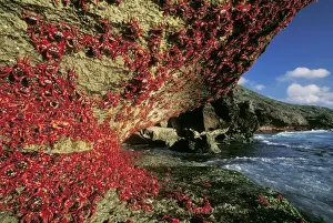 Crab Prints: Red Crab (A land crab) - Females after spawning climbing cliff - Christmas Island - Indian Ocean (Australian Territory)