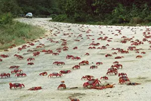 Marine Prints: Red Crab (A land crab)