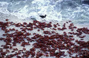 Red Crab (a land crab) - Males on beach ‘dipping to replenish water / salt - Christmas Island - Indian Ocean (Australian Territory) JPF35399
