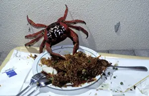 Tables Prints: Red Crab (A land crab) - Eating leftovers from dinner plate - Christmas Island - Indian Ocean (Australian Territory)