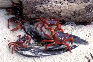 Booby Prints: Red Crab (a land crab) - Eating bird (young Booby) - Christmas Island - Indian Ocean (Australian Territory) JPF35483