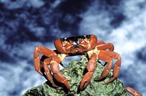 Stand Out Collection: Red Crab (A land crab) - Female after spawning clinging to boulder in ocean- Christmas Island