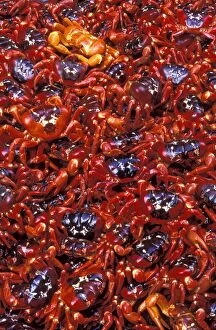 Images Dated 18th November 2008: Red Crab (A land crab) - Females after spawning - Christmas Island - Indian Ocean