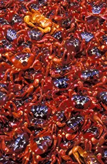 Marine Prints: Red Crab (A land crab) - Females after spawning - Christmas Island - Indian Ocean (Australian Territory) JPF34990