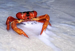 Images Dated 18th November 2008: Red Crab (A land crab) - Male ‘dipping to replenish water & salt - Christmas Island - Indian Ocean