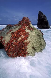 Images Dated 18th November 2008: Red Crab (A land crab) - Males ‘dipping to replenish water & salt - Christmas Island - Indian