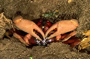 Christmas Island Prints: Red Crab (a land crab) - Mating pair outside burrow (usually inside)
