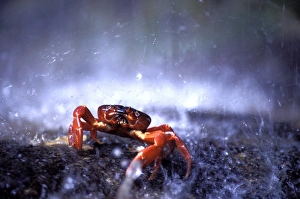 Red Crab (a land crab) - single on migration, triggered by first rains Red Crab (a land crab) - single on migration, triggered by first rains