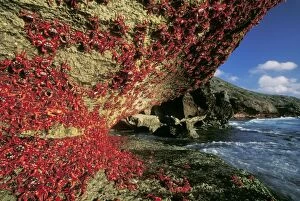 RED CRAB - Climbing cliff, after spawning