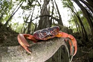 Claw Gallery: Red Crab deceased, on tree root in forest