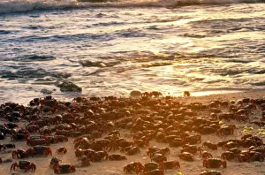 Spawning Prints: Red Crab - a land crab - females after spawning - Christmas Island - Indian Ocean (Australian Territory) 