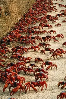 Road Prints: Red Crab - a land crab on road during migration - Christmas Island - Indian Ocean (Australian Territory)