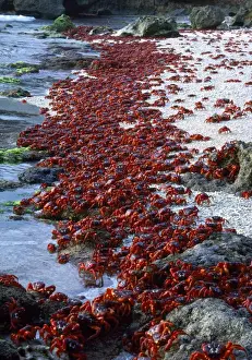 Red Crab - males dipping to replenish water/salt - Chistmas Island, Indian Ocean