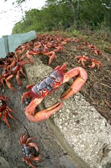 Images Dated 5th November 2008: Red Crabs