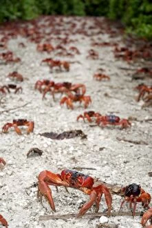 Red Crabs on path