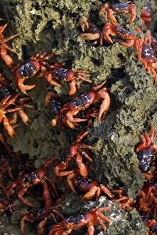 Images Dated 5th November 2008: Red Crabs on rocks