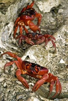 Claw Gallery: Red Crabs on rocks