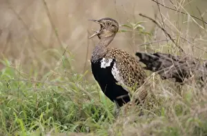 Korhaan Prints: Red-crested Bustard / Korhaan - calling South Africa