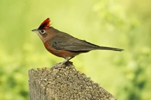 Images Dated 21st April 2010: Red-crested Finch