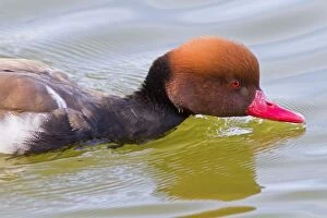 Images Dated 14th October 2013: Red Crested Pochard adult male swimming (controlled)