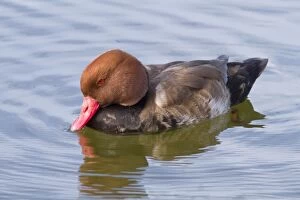 Images Dated 14th October 2013: Red Crested Pochard adult male swimming (controlled)