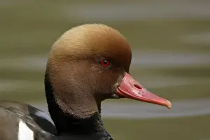 Pochard Prints: Red-Crested Pochard-close-up study of drake's head, Washington WWT, Tyne and Wear UK