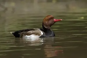 Pochard Prints: Red-Crested Pochard-drake swimming on lake, Washington WWT, Tyne and Wear UK