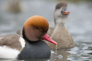 Images Dated 18th December 2012: Red Crested Pochard - drake in winter