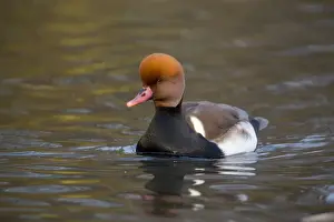 Pochard Prints: Red Crested Pochard - drake in winter - UK