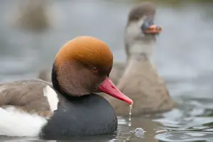 Red Crested Pochard - drake in winter - UK
