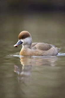 Images Dated 18th December 2012: Red Crested Pochard - female in winter
