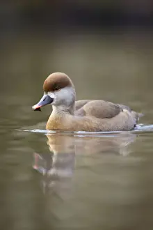 Pochard Prints: Red Crested Pochard - female in winter - UK