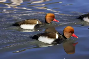 Red-crested Pochard. Saintes Maries de la Mer - Carmague - France