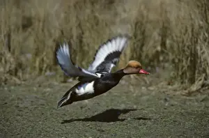 Pochard Prints: Red-Crested Pochard - Taking off Norfolk, UK BI004701