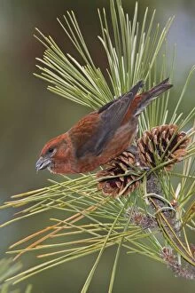 Images Dated 8th December 2007: Red crossbill - in CT in December 2007 during a 'finch' year. USA