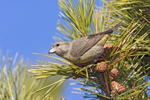Images Dated 12th January 2008: Red crossbill - female type in winter. Connecticut in January