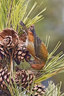 Crossbill Prints: Red crossbill - male on cones in winter, December, CT, USA