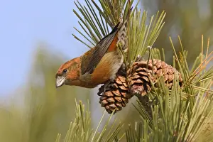 Red crossbill - male in December, CT, USA