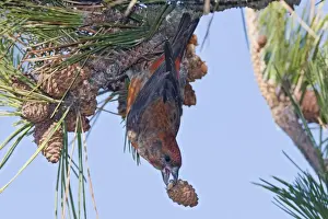 Red crossbill - male with a pine cone in winter. December in CT. USA