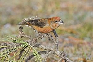 Images Dated 25th December 2007: Red crossbill - male in winter, December, CT